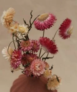 Atlas Flowers Dried Flowers Dried Helichrysums Mixed Colours