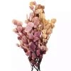 Madam Stoltz Summer Collection Preserved Pink Eucalyptus Globulus Labill