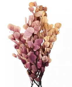 Madam Stoltz Summer Collection Preserved Pink Eucalyptus Globulus Labill