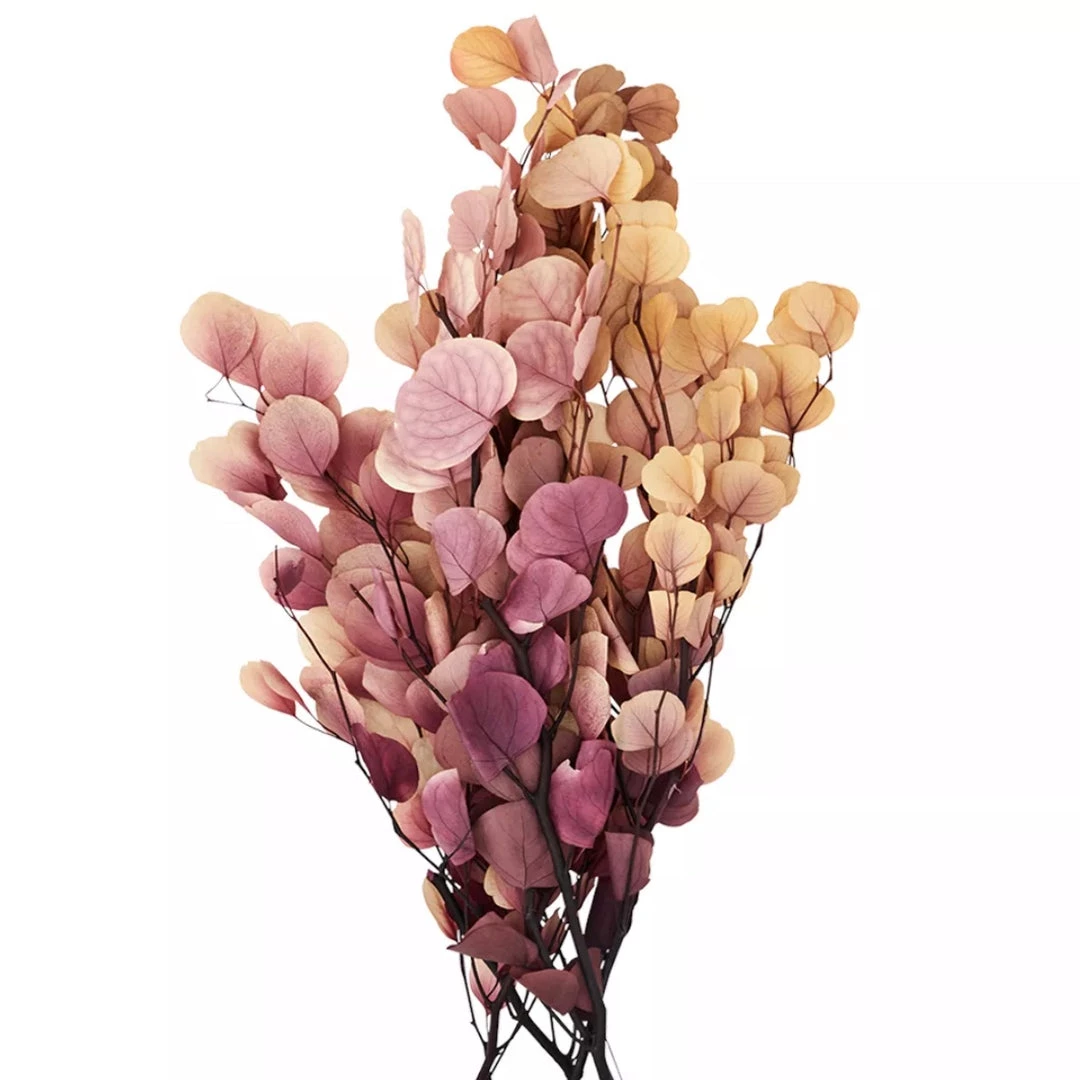 Madam Stoltz Summer Collection Preserved Pink Eucalyptus Globulus Labill 3 Madam Stoltz Summer Collection Preserved Pink Eucalyptus Globulus Labill