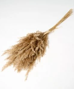 Atlas Flowers Dried Wild Plume Reed Grass