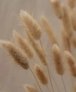 Atlas Flowers Dried Natural Lagurus Dried Flowers