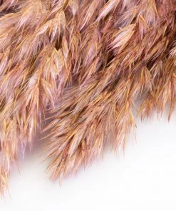 Atlas Flowers Dried Pink Wild Plume Reed Grass Dried Flowers