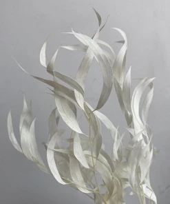 Atlas Flowers Preserved Bleached Eucalyptus Nicholii Foliage Dried Flowers