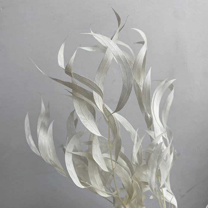 Atlas Flowers Preserved Bleached Eucalyptus Nicholii Foliage Dried Flowers 4 Atlas Flowers Preserved Bleached Eucalyptus Nicholii Foliage Dried Flowers