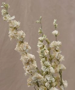 Atlas Flowers Dried Blue Delphinium Flowers Dried Flowers