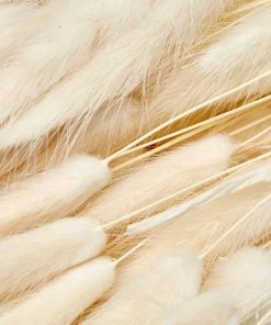 Atlas Flowers Dried White Lagurus