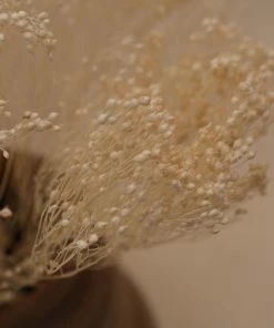 Atlas Flowers Dried Flowers Dried Broom Bloom (Various Colours)