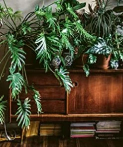 Cico Books Books & Games Wild Interiors Book