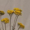 Atlas Flowers Dried Yellow Achillea Parker Flowers