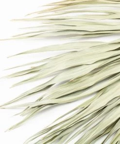 Atlas Flowers Natural Dried Palm Sun Leaves Dried Flowers