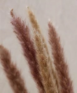 Atlas Flowers Miscanthus Floridulus Grass Dried Flowers