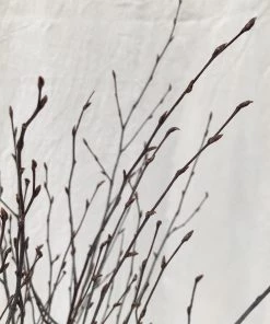 Atlas Flowers Natural Brown Dried Birch Dried Flowers