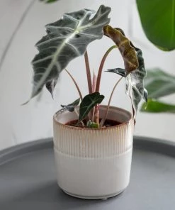 Garden Trading Hillesley White Half Mark Pot (various Sizes) Plant Pots