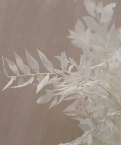 Atlas Flowers Preserved Bleached White Or Copper Ruscus Dried Flowers