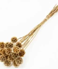 Atlas Flowers Dried Natural Scabiosa