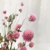 Atlas Flowers Dried Flowers Dried Pink Gomphrena