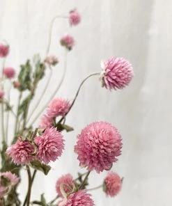 Atlas Flowers Dried Flowers Dried Pink Gomphrena