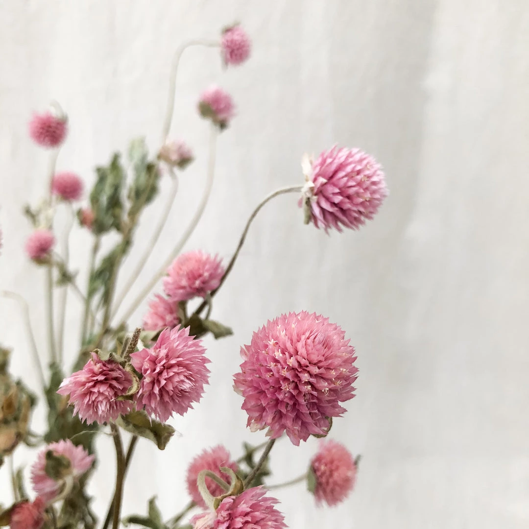Atlas Flowers Dried Flowers Dried Pink Gomphrena 3 Atlas Flowers Dried Flowers Dried Pink Gomphrena