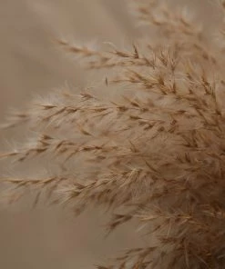 Atlas Flowers Dried Wild Plume Reed Grass
