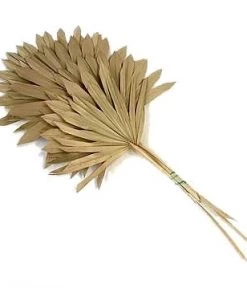 Atlas Flowers Natural Dried Fan Palm Leaves Dried Flowers 9 Atlas Flowers Natural Dried Fan Palm Leaves Dried Flowers