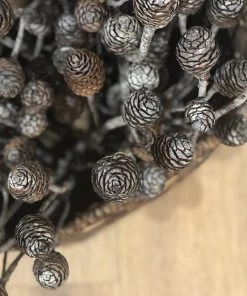 Atlas Flowers Muirii Natural Cones