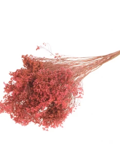 Atlas Flowers Dried Flowers Dried Broom Bloom (Various Colours)