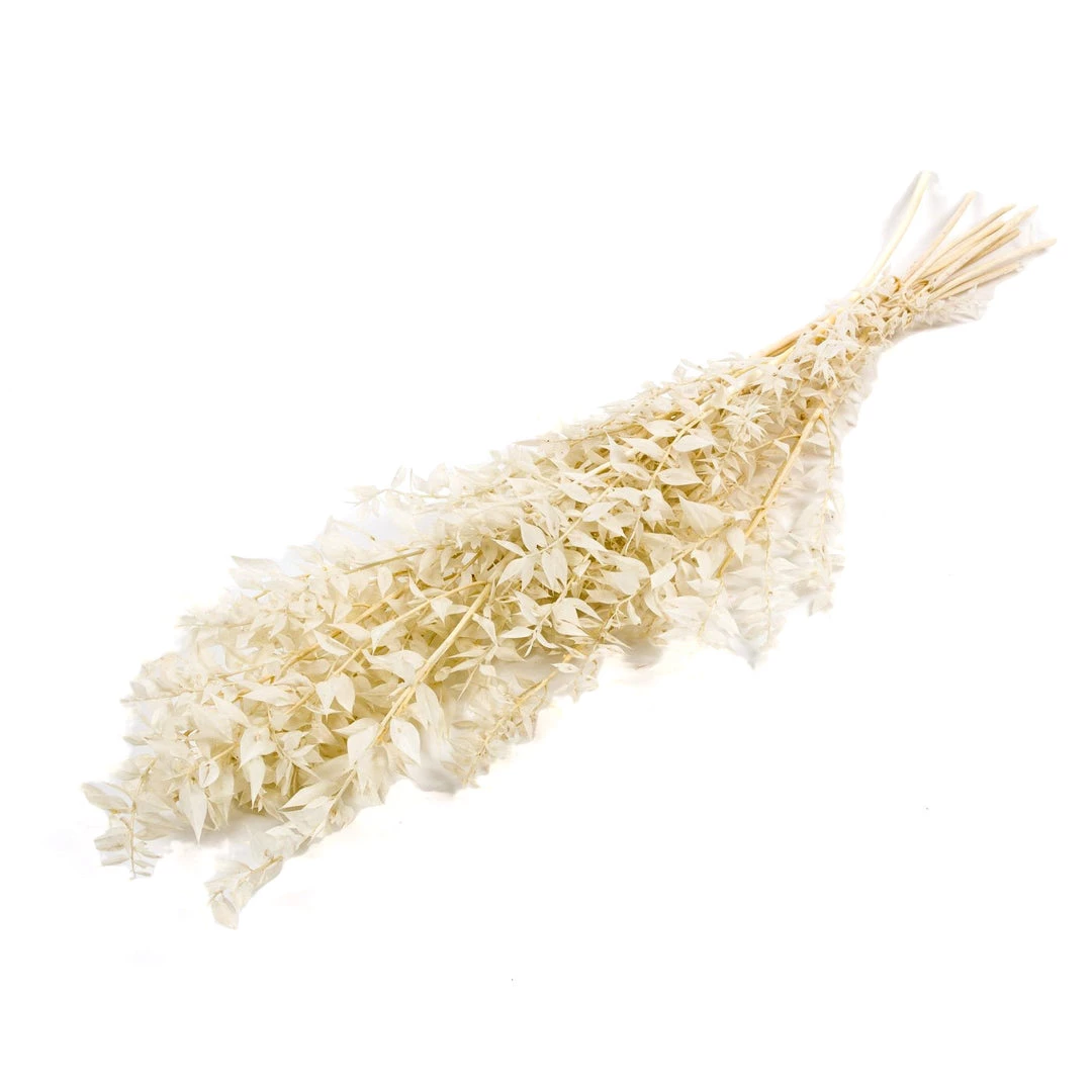 Atlas Flowers Preserved Bleached White Or Copper Ruscus Dried Flowers 5 Atlas Flowers Preserved Bleached White Or Copper Ruscus Dried Flowers