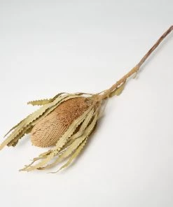 Second Flor Dried Banksia Hookerana