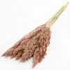 Atlas Flowers Dried Pink Wild Plume Reed Grass Dried Flowers