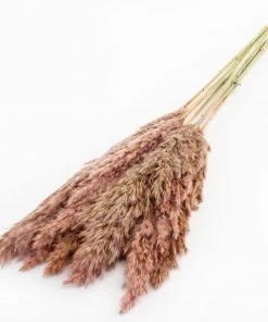 Atlas Flowers Dried Pink Wild Plume Reed Grass Dried Flowers