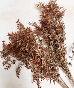 Atlas Flowers Preserved Bleached White Or Copper Ruscus Dried Flowers 11 Atlas Flowers Preserved Bleached White Or Copper Ruscus Dried Flowers
