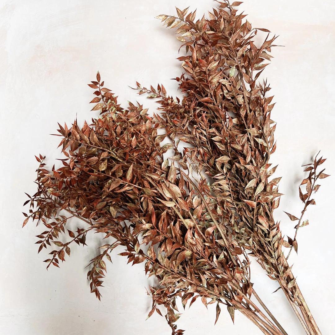 Atlas Flowers Preserved Bleached White Or Copper Ruscus Dried Flowers 6 Atlas Flowers Preserved Bleached White Or Copper Ruscus Dried Flowers