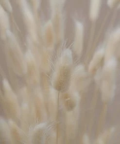 Atlas Flowers Dried White Lagurus