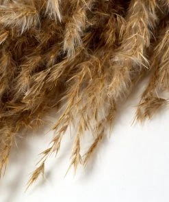 Atlas Flowers Dried Wild Plume Reed Grass