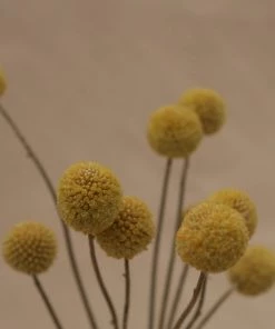 Atlas Flowers Dried Craspedia ' Billy Buttons'