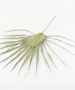 Atlas Flowers Natural Dried Palm Sun Leaves Dried Flowers