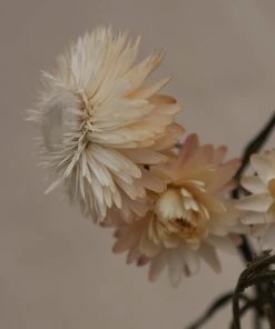 Atlas Flowers Dried Flowers Dried Helichrysums Mixed Colours