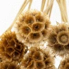 Atlas Flowers Dried Natural Scabiosa