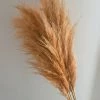 Triangle Nursery Dried Flowers Cortaderia Peach Pampas Grass