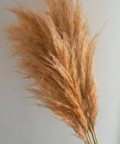 Triangle Nursery Dried Flowers Cortaderia Peach Pampas Grass