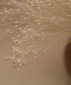 Atlas Flowers Dried Flowers Dried Broom Bloom (Various Colours)