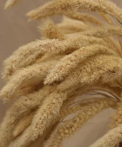 Atlas Flowers Dried Ecru Setaria Pendula Grass Dried Flowers