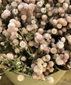 Atlas Flowers Dried Flowers Dried Pink Gomphrena 13 Atlas Flowers Dried Flowers Dried Pink Gomphrena
