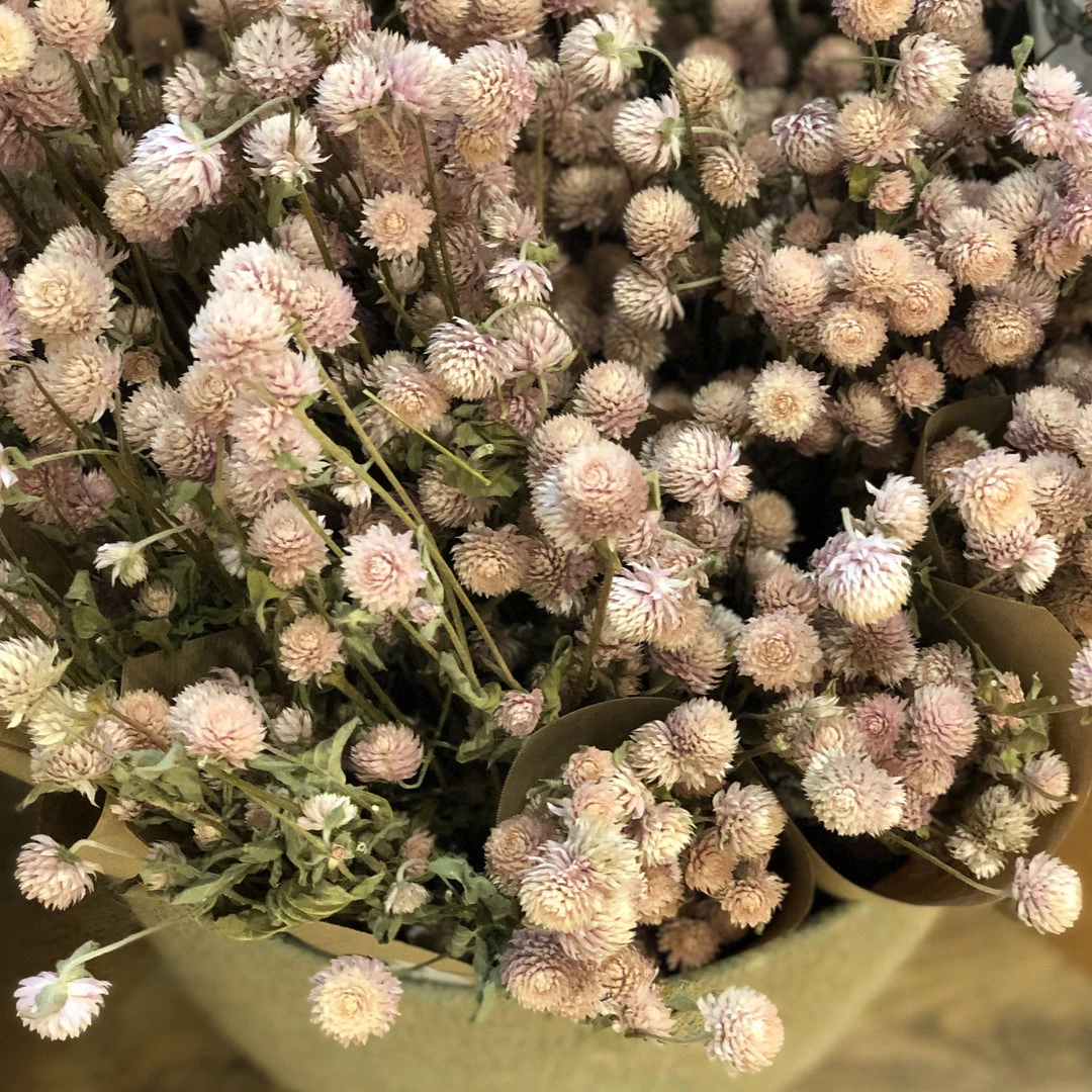 Atlas Flowers Dried Flowers Dried Pink Gomphrena 8 Atlas Flowers Dried Flowers Dried Pink Gomphrena