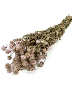 Atlas Flowers Dried Flowers Dried Pink Gomphrena 11 Atlas Flowers Dried Flowers Dried Pink Gomphrena