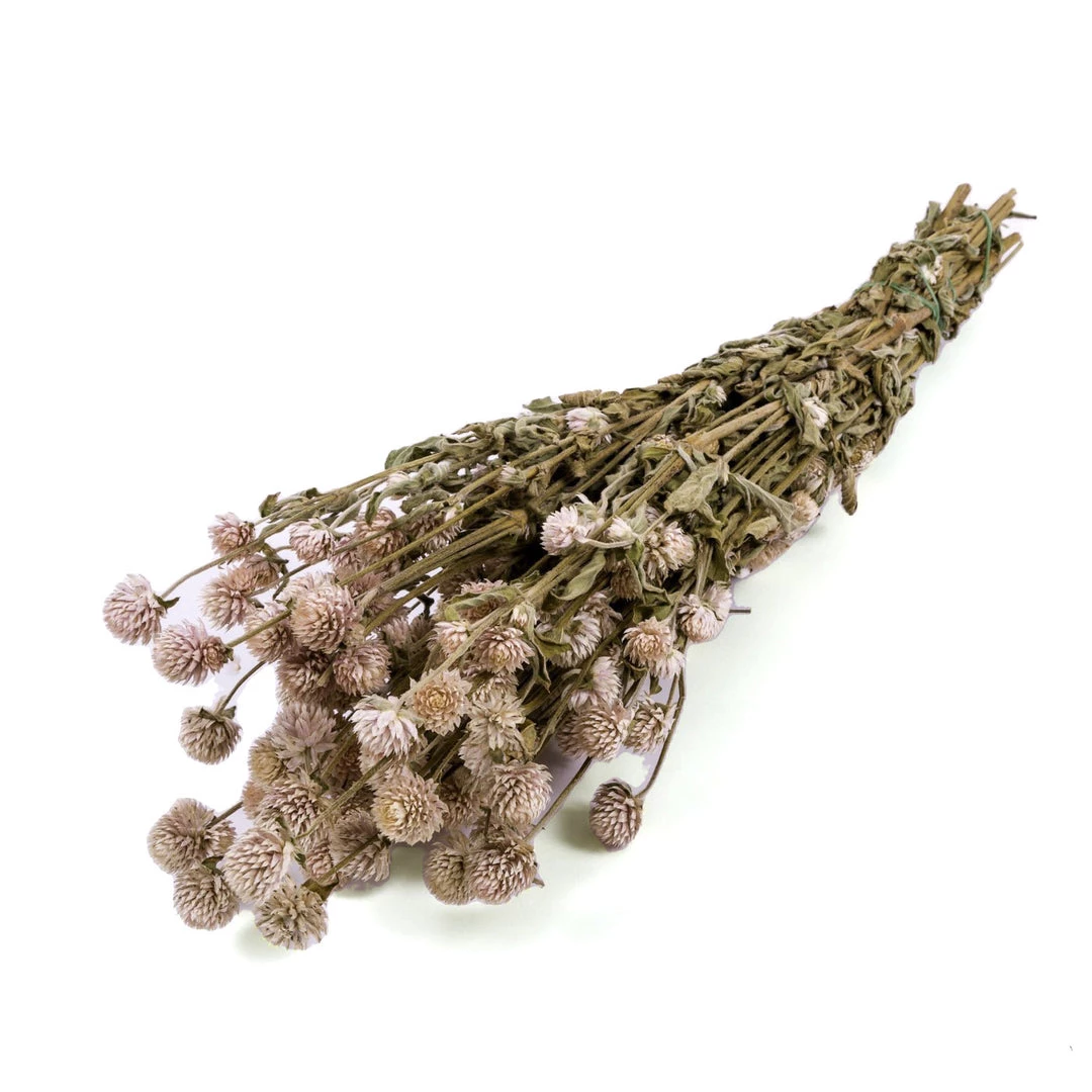 Atlas Flowers Dried Flowers Dried Pink Gomphrena 6 Atlas Flowers Dried Flowers Dried Pink Gomphrena