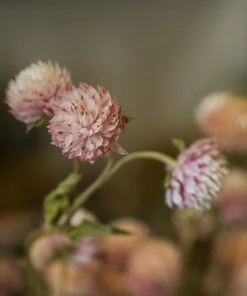 Atlas Flowers Dried Flowers Dried Pink Gomphrena 12 Atlas Flowers Dried Flowers Dried Pink Gomphrena