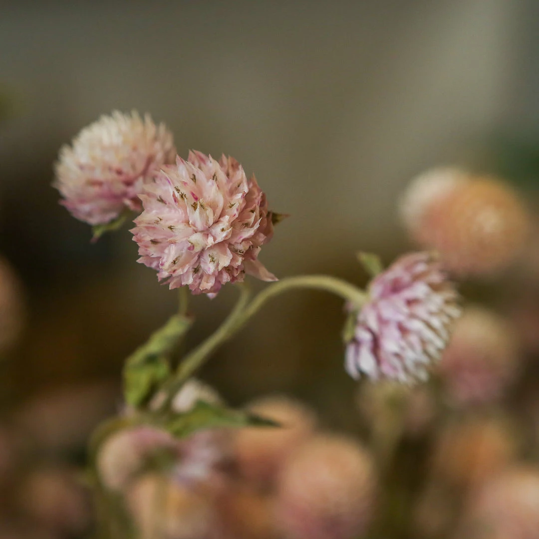 Atlas Flowers Dried Flowers Dried Pink Gomphrena 7 Atlas Flowers Dried Flowers Dried Pink Gomphrena