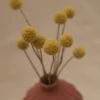 Atlas Flowers Dried Craspedia ' Billy Buttons'